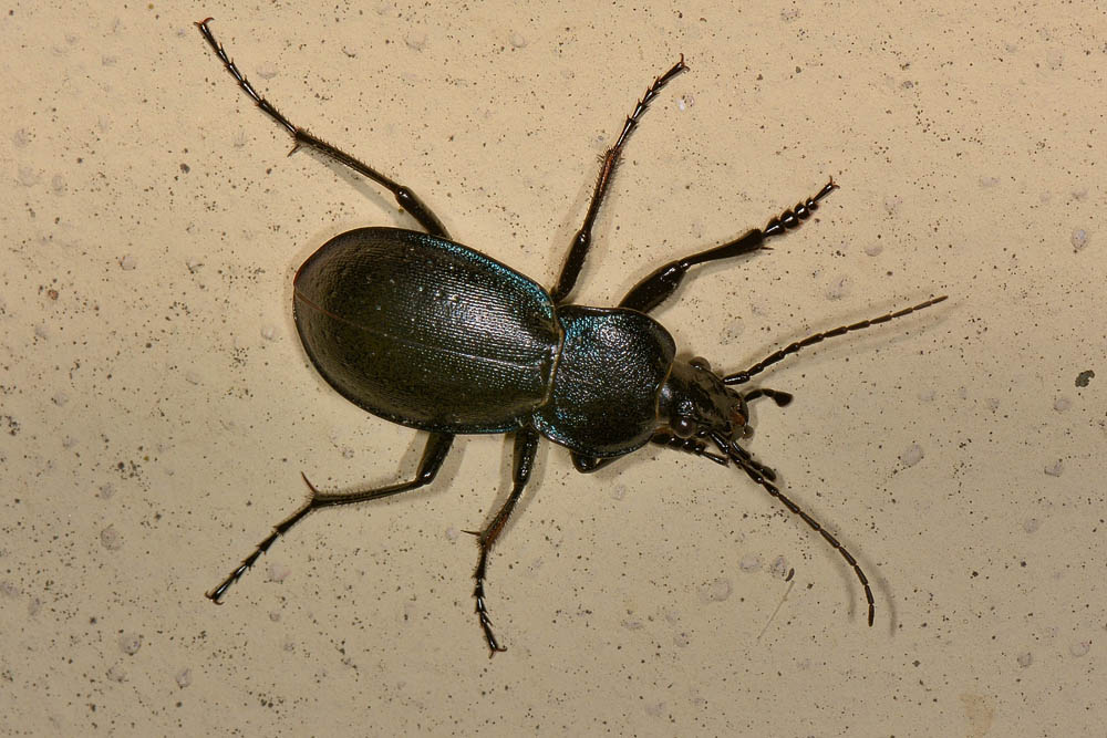 Carabus  convexus, maschio